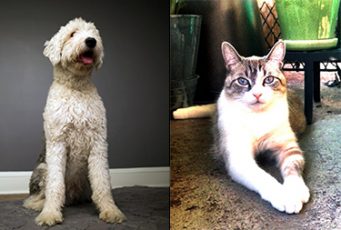 Heights Arts Pet Project sample photos