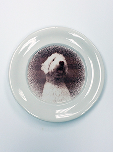 Kristen Cliffel sample dog portrait