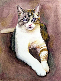 SAMPLE CAT PORTRAIT