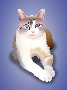 SAMPLE CAT PORTRAIT